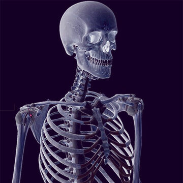 Mozgásrendszer - Csontok